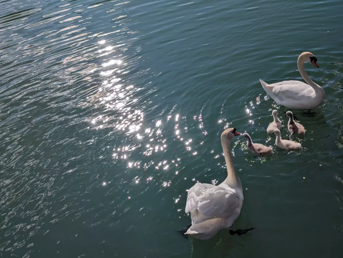Famille de cygne, Ch&acirc;lons-en-Champagne